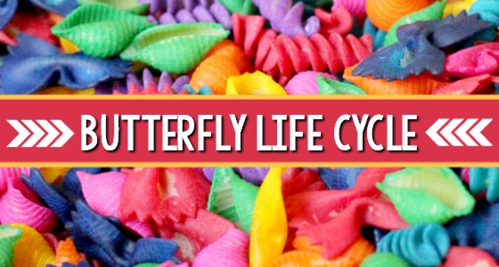 Butterfly Life Cycle Sensory Bin